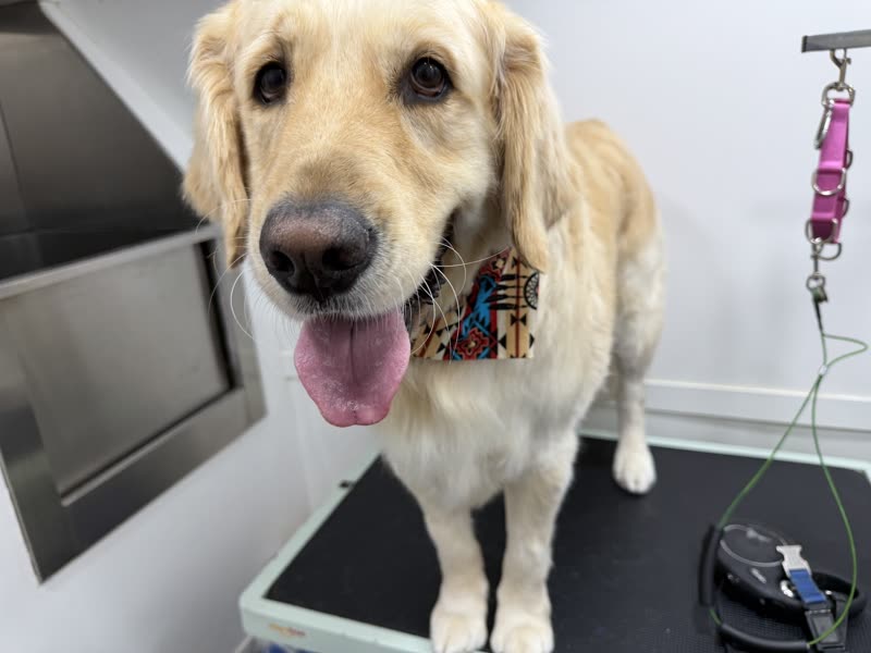 A freshly blow-dried golden retriever wearing a bandana on the grooming table inside the mobile grooming van