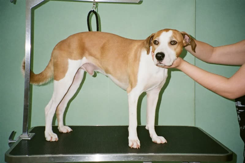 A dog standing calmly on a grooming table while being handled