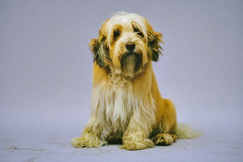 A shaggy dog with an overgrown coat before grooming