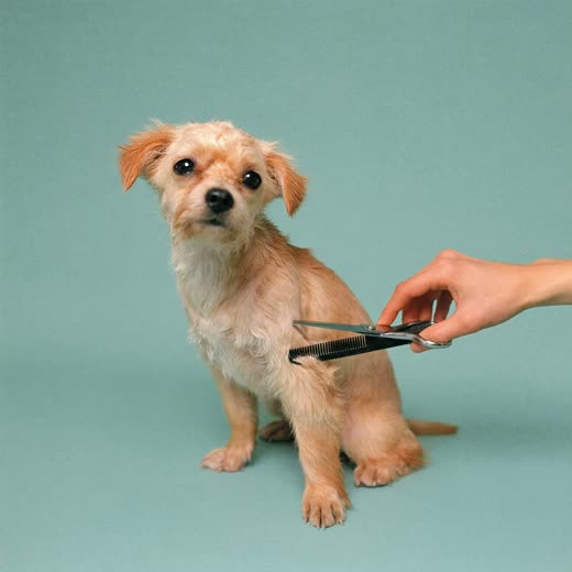 A small dog having its coat trimmed with scissors