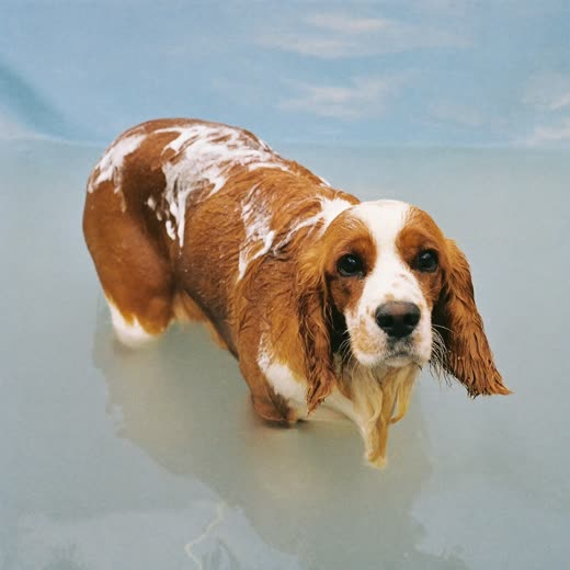 A wet spaniel being shampooed