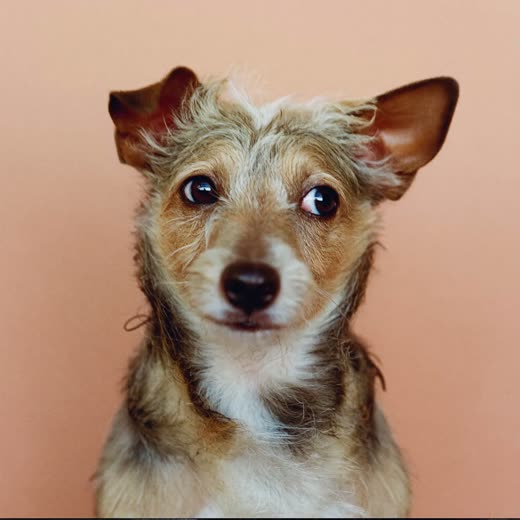 A terrier having its coat blow-dried