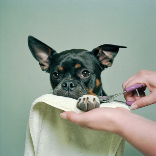 A dog's paw having its nails clipped