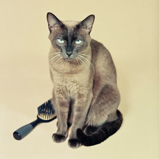 A calm brushed cat sitting on a pale backdrop